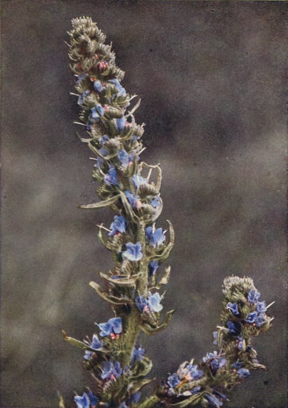 Flores silvestres: Bugloss da Víbora (foto a cores) de Charles Essenhigh Corke