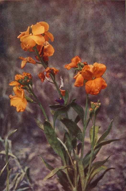Flores silvestres: Wallflower (foto colorida) de Charles Essenhigh Corke