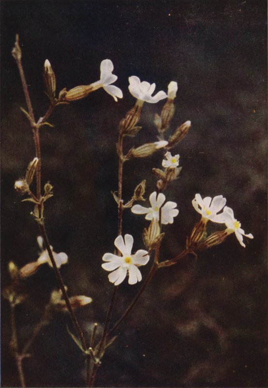 Flores silvestres: White Campion (foto colorida) de Charles Essenhigh Corke