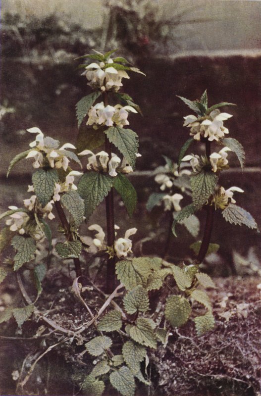 Flores silvestres: White Deadnettle (foto a cores) de Charles Essenhigh Corke