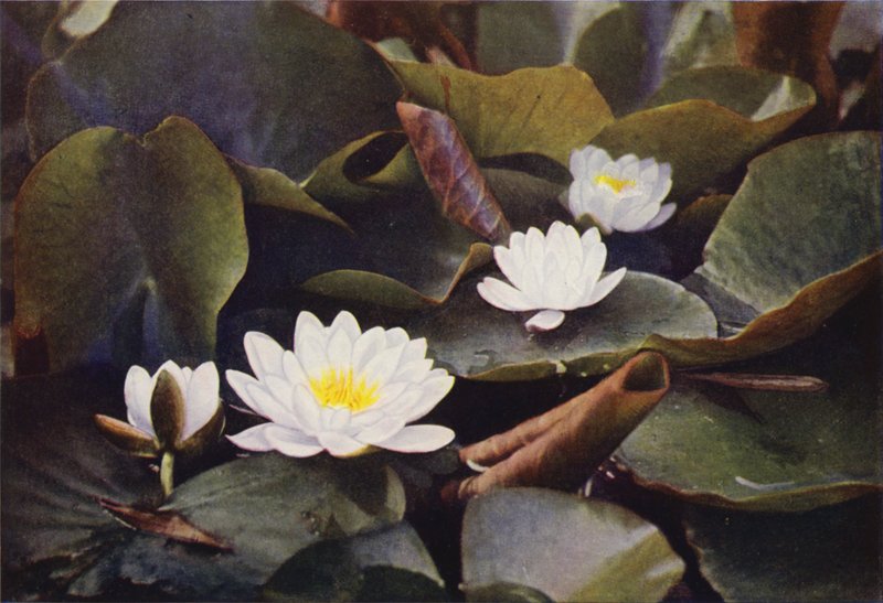 Flores silvestres: Lírio de água branco (foto a cores) de Charles Essenhigh Corke
