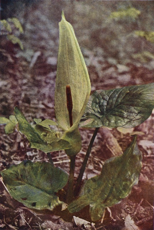 Flores silvestres: Wild Arum (foto colorida) de Charles Essenhigh Corke