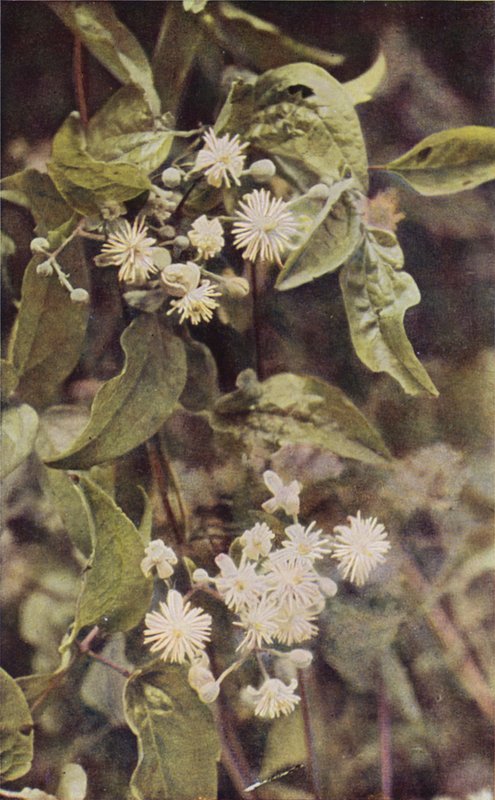 Flores silvestres: Wild Clematis (foto colorida) de Charles Essenhigh Corke