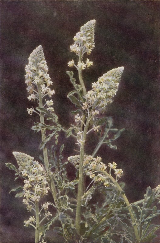 Flores silvestres: Mignonette Selvagem (foto colorida) de Charles Essenhigh Corke