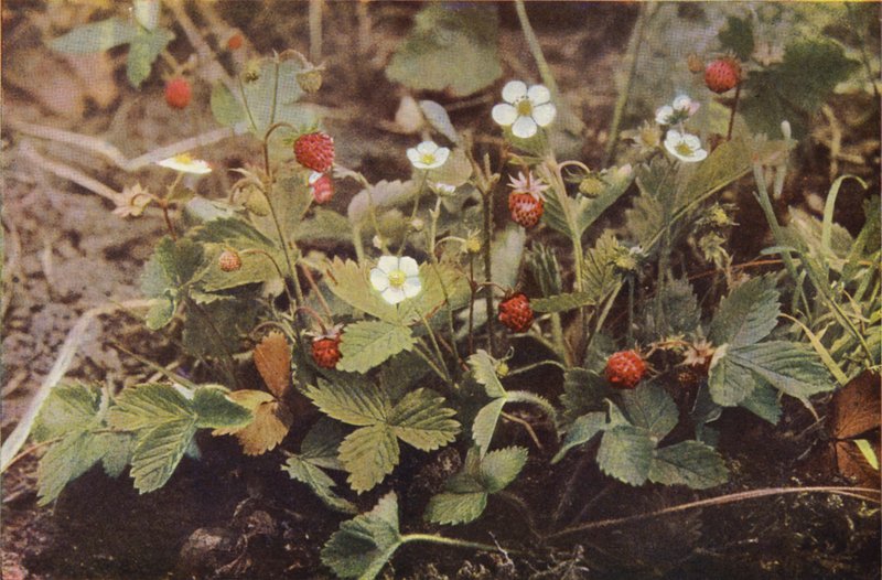 Flores silvestres: Morangueiro selvagem (foto a cores) de Charles Essenhigh Corke
