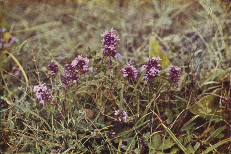 Flores silvestres: Tomilho silvestre (foto a cores) de Charles Essenhigh Corke