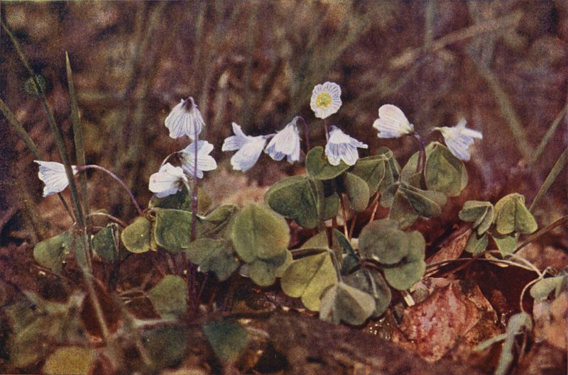 Flores silvestres: Sorrel de madeira (foto a cores) de Charles Essenhigh Corke