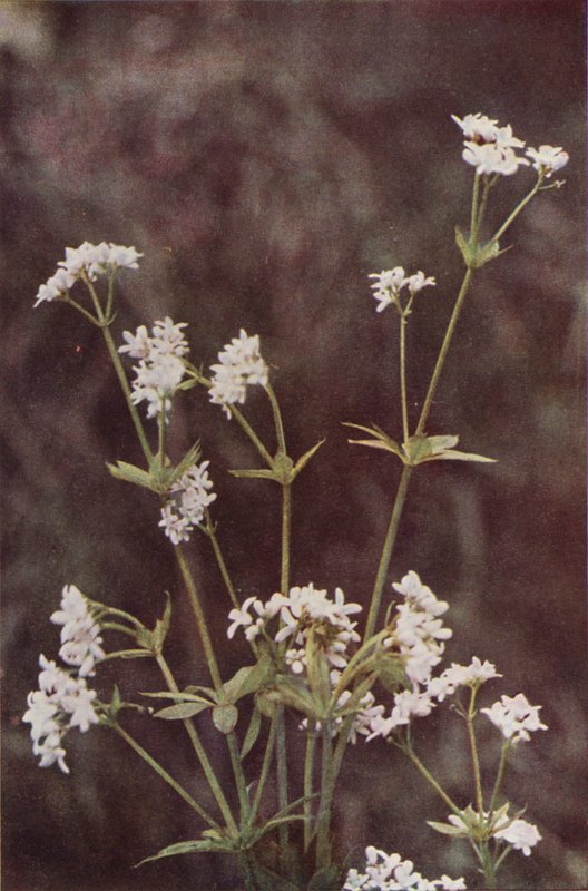 Flores silvestres: Arrufa da madeira (foto a cores) de Charles Essenhigh Corke