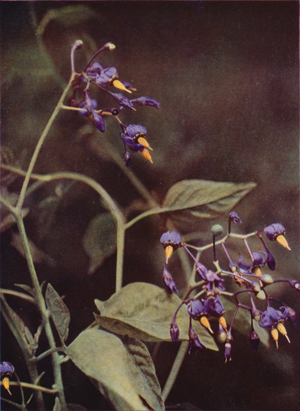 Flores silvestres: Woody Nightshade (foto a cores) de Charles Essenhigh Corke