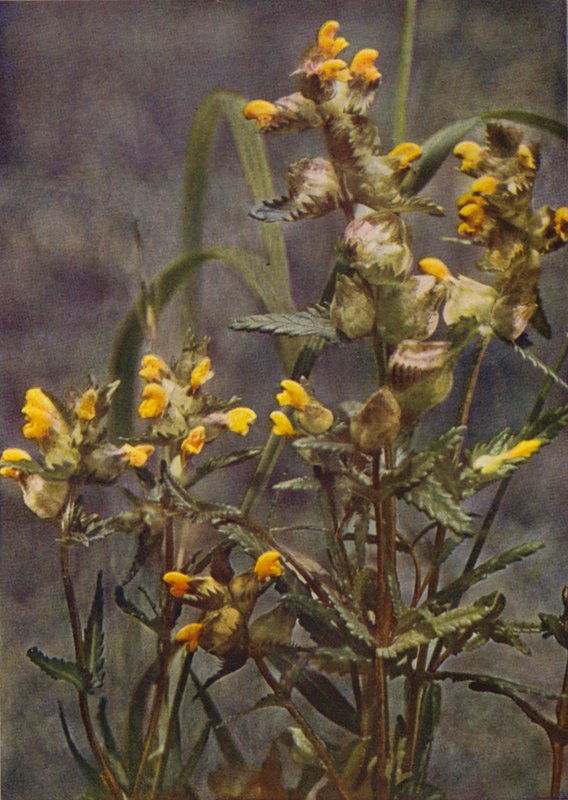 Flores silvestres: chocalho amarelo (foto colorida) de Charles Essenhigh Corke