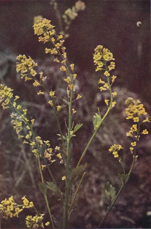 Flores silvestres: Foguete Amarelo (foto a cores) de Charles Essenhigh Corke