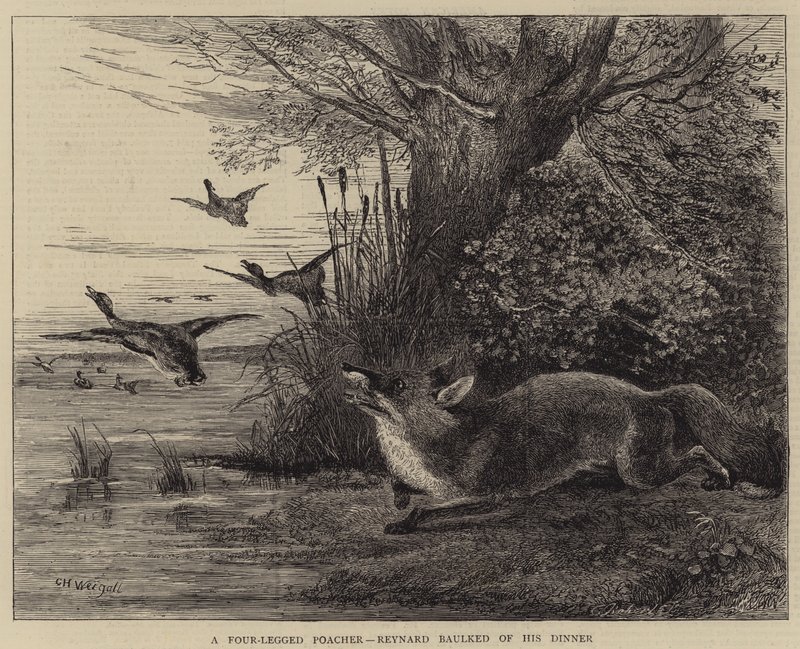 Um caçador de quatro patas, Reynard calou o seu jantar de Charles Harvey Weigall