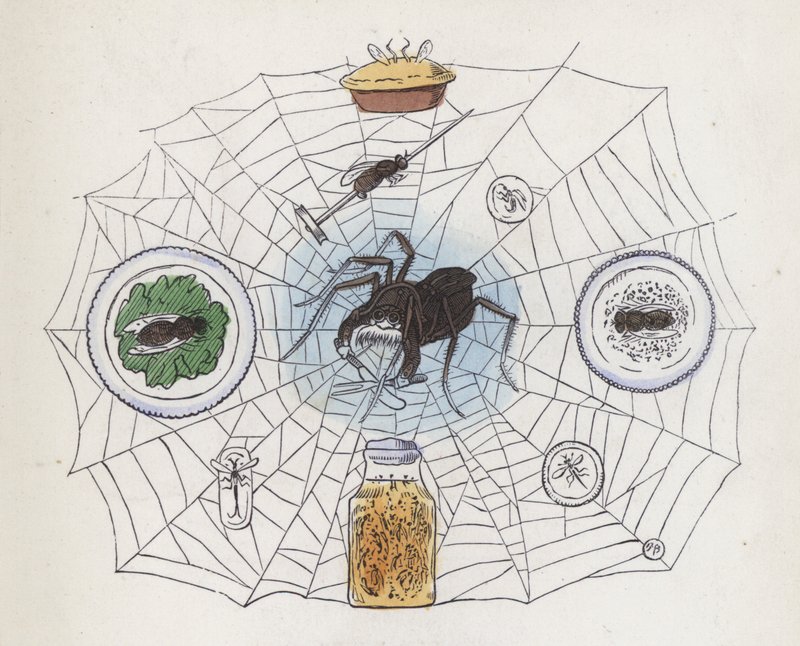 Aranha na sua teia rodeada de alimentos (gravura colorida) de Charles Henry (after) Bennett