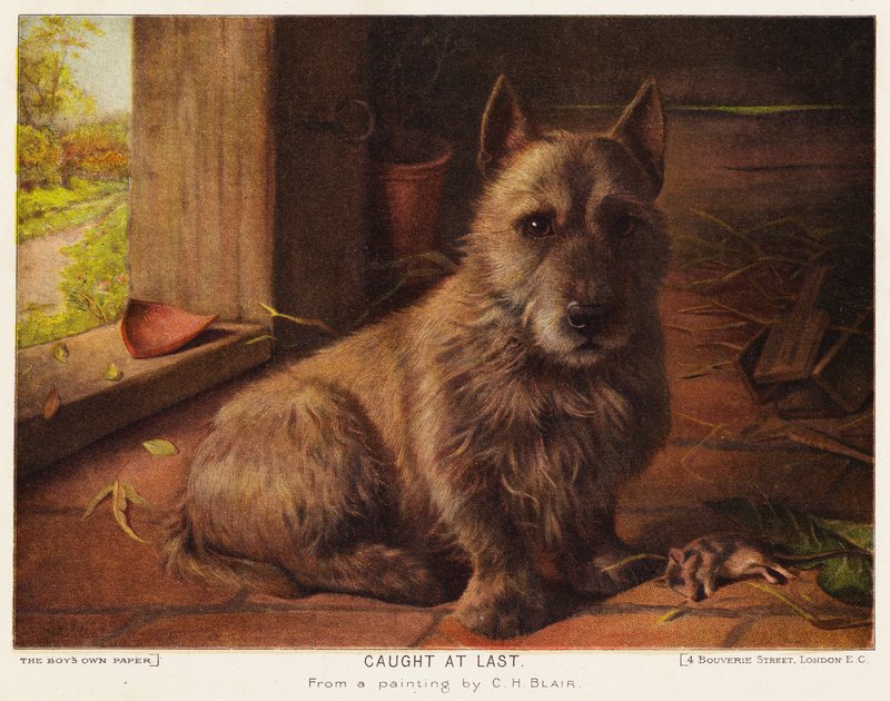 Apanhado finalmente (lito colorido) de Charles Henry Blair