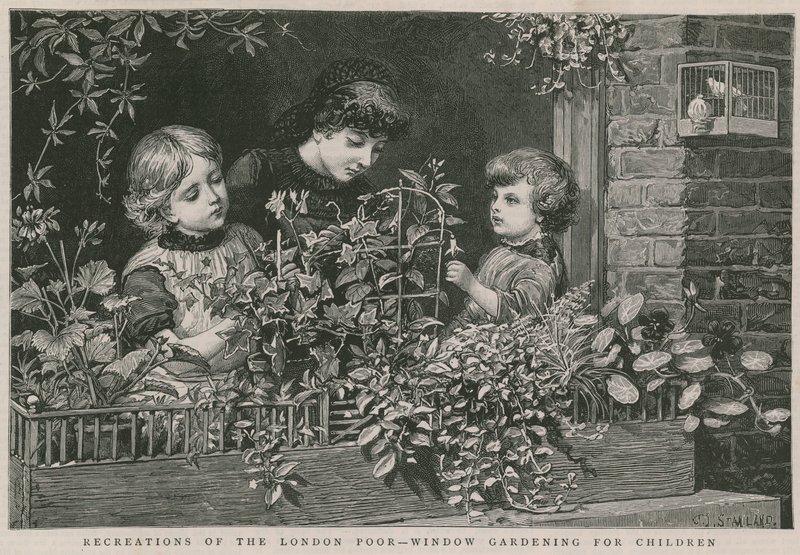 Recriações dos pobres londrinos: Jardinagem de janelas para crianças (gravura) de Charles J. Staniland