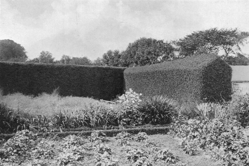 Box Hedges in Kitchen Garden (foto a p/b) de Charles Latham