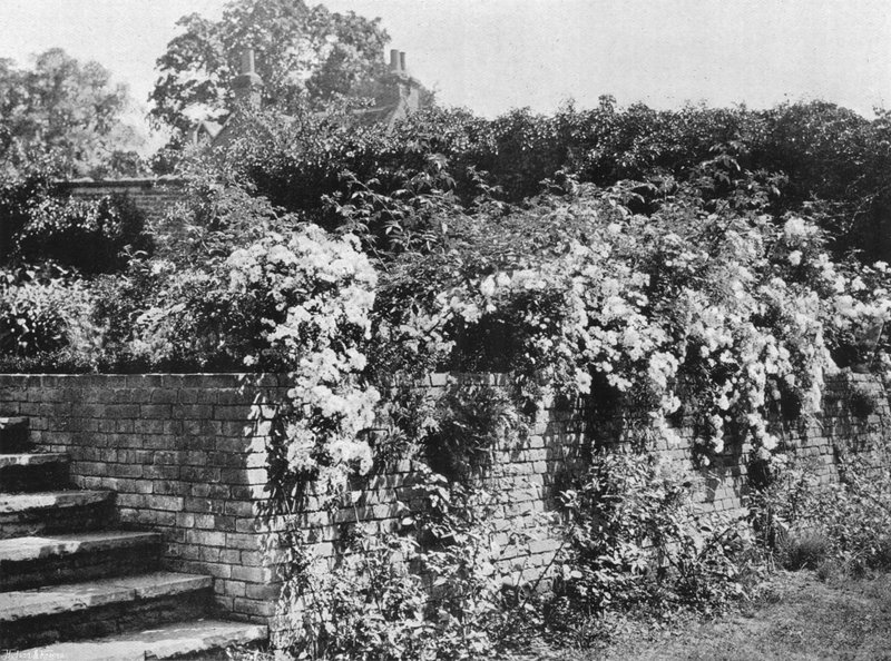 Rosas Cluster de Charles Latham