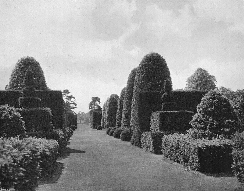 Ilex e teixo de Charles Latham