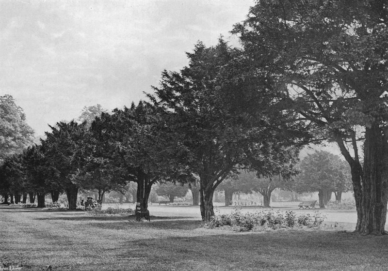 Os Yews em Hampton Court To-Day (foto a p/b) de Charles Latham