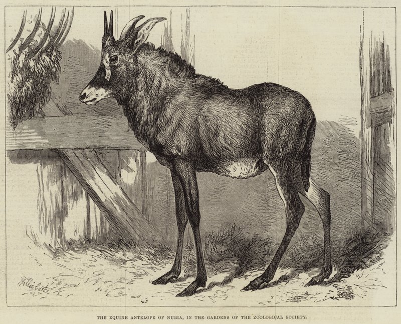 O antílope eqüino da Núbia, nos jardins da Sociedade Zoológica de Charles William Carter