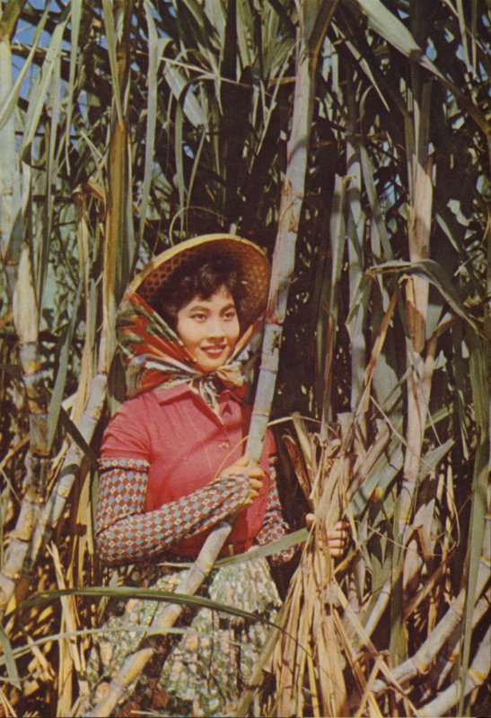 Taiwan: Açúcar de Cana de Chinese Photographer