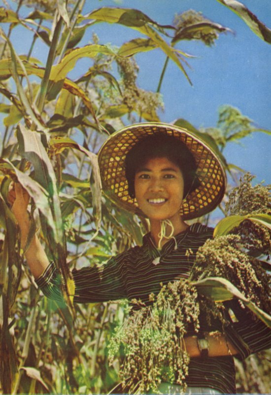Taiwan: Sorgo de que é feito o vinho Kaoliang de Chinese Photographer