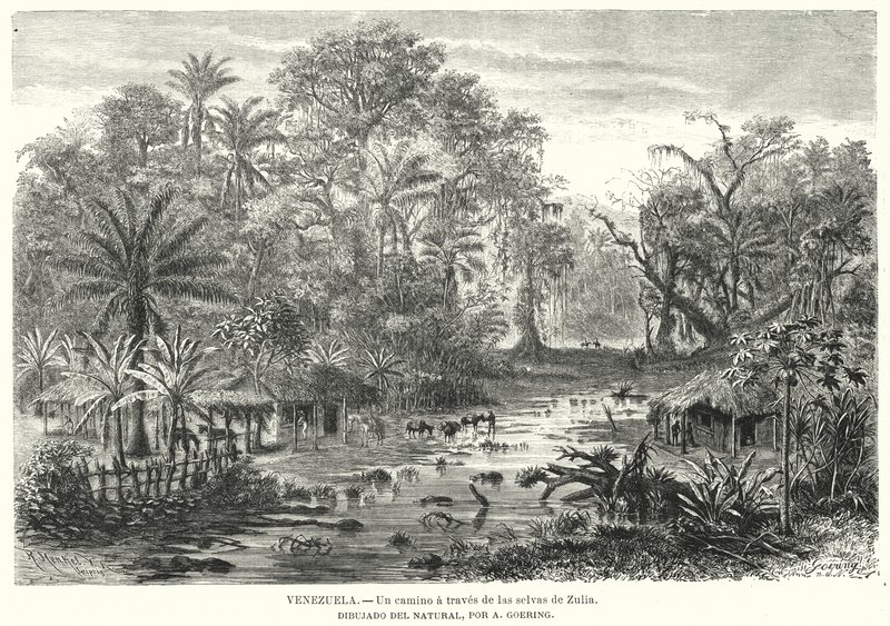 Caminho através das selvas de Zulia, Venezuela (litho) de Christian Anton Goering