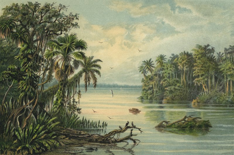 Floresta tropical no baixo Amazonas, Brasil de Christian Anton Goering