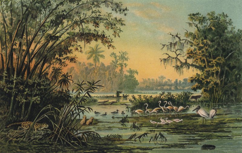 Vida selvagem no meio Orinoco, Venezuela de Christian Anton Goering