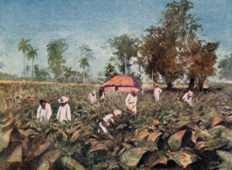 Plantação de Tabaco, Cuba (cor litho) de Claude Pratt