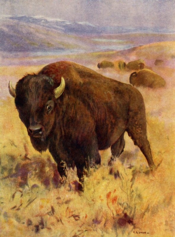 No Jardim Zoológico: Bisão (cor litho) de Cuthbert Edmund Swan
