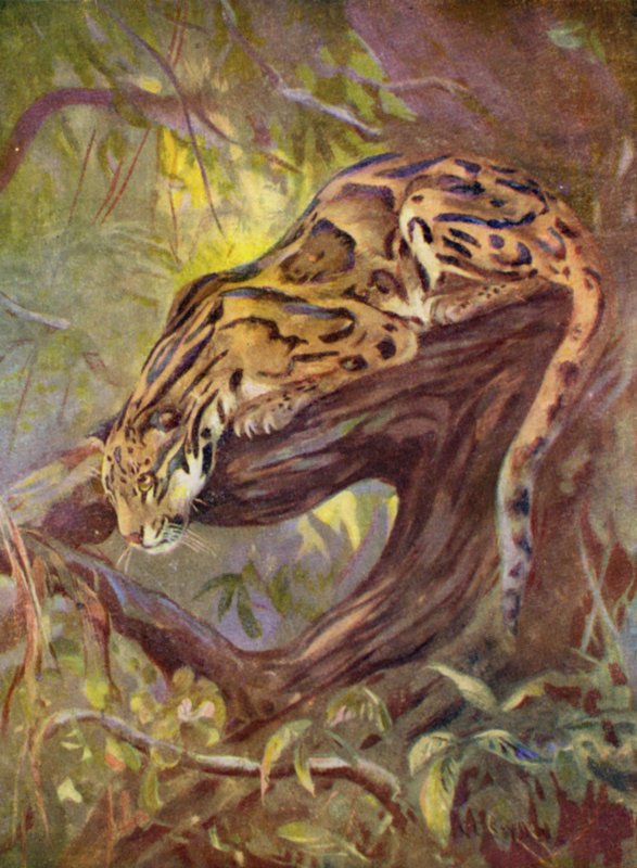 No Zoológico: Clouded Leopard (lito colorido) de Cuthbert Edmund Swan