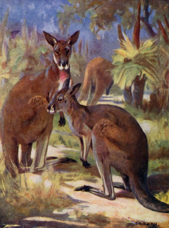 No Jardim Zoológico: Cangurus (cor litho) de Cuthbert Edmund Swan