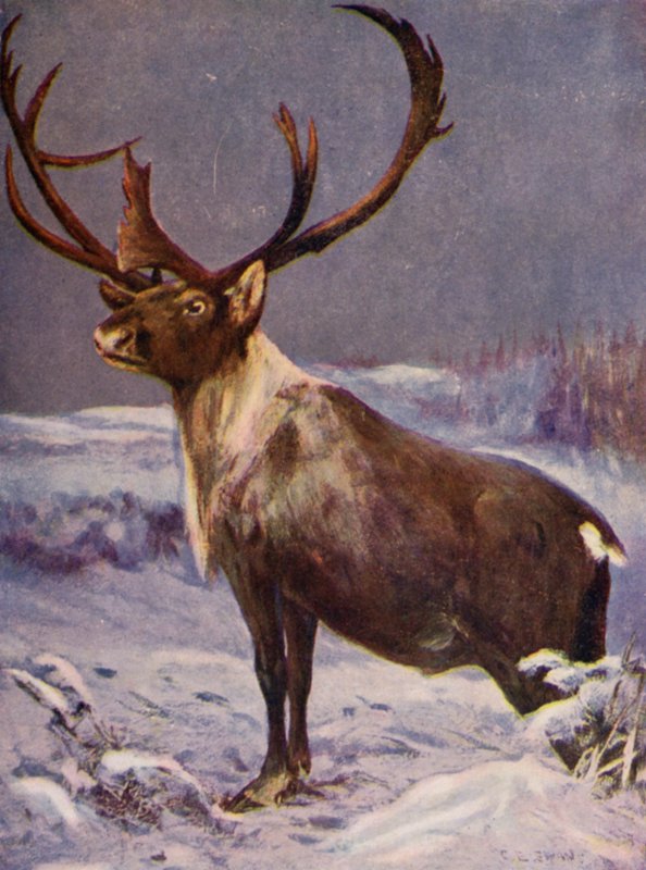 No Jardim Zoológico: Renas (cor litho) de Cuthbert Edmund Swan