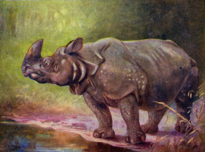 No Jardim Zoológico: Rinoceronte (cor litho) de Cuthbert Edmund Swan