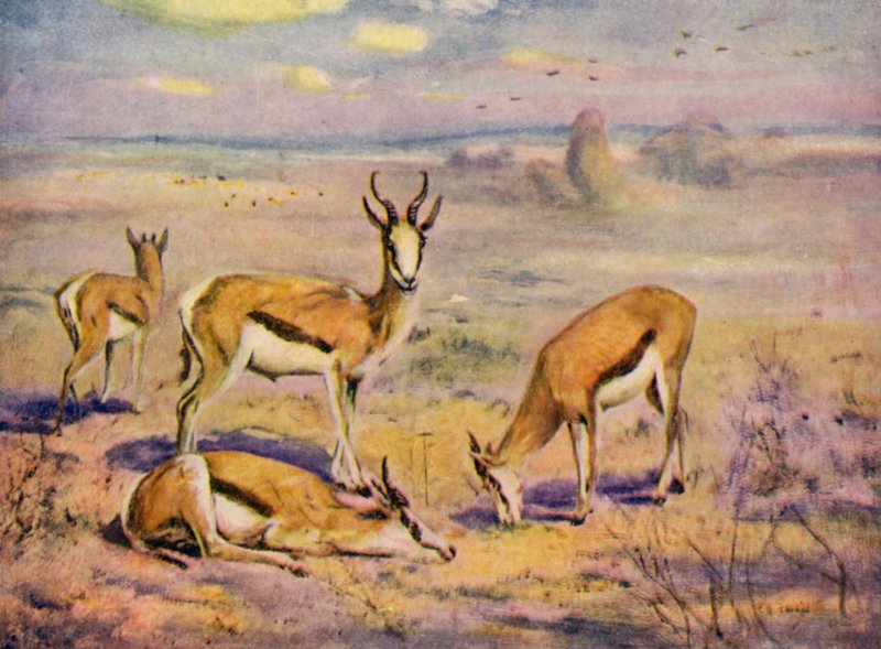 No Zoológico: Springboks (lito colorido) de Cuthbert Edmund Swan