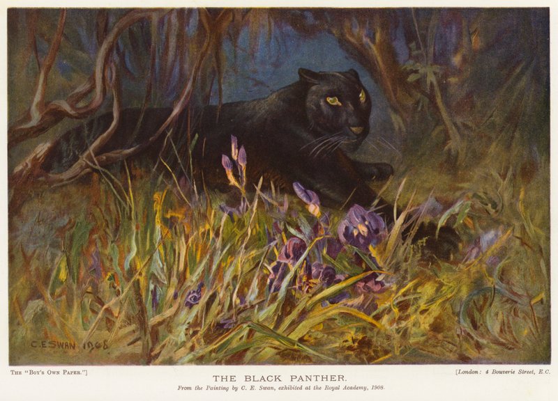 O Pantera Negra (lito colorido) de Cuthbert Edmund Swan