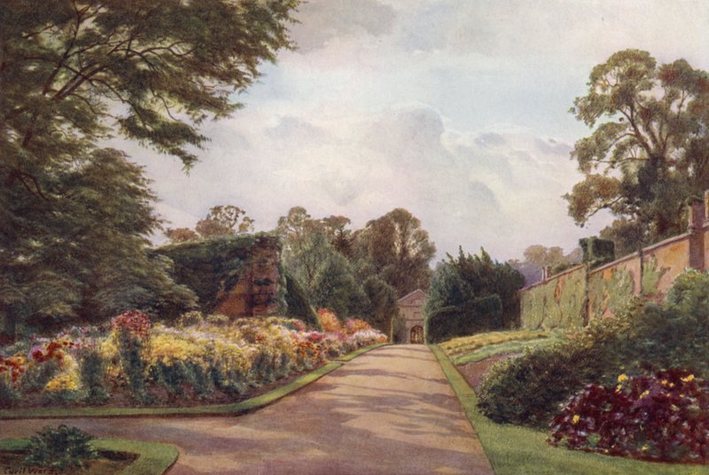 Crisântemo precoce, Claremont (cor litho) de Cyril Ward