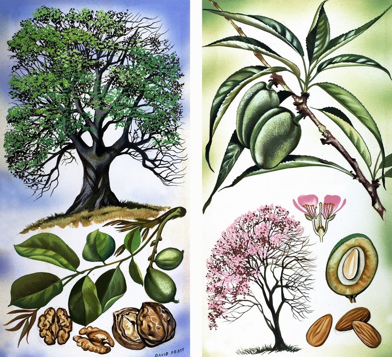 Todos os tipos de frutos secos: Nozes e amêndoas de David Pratt
