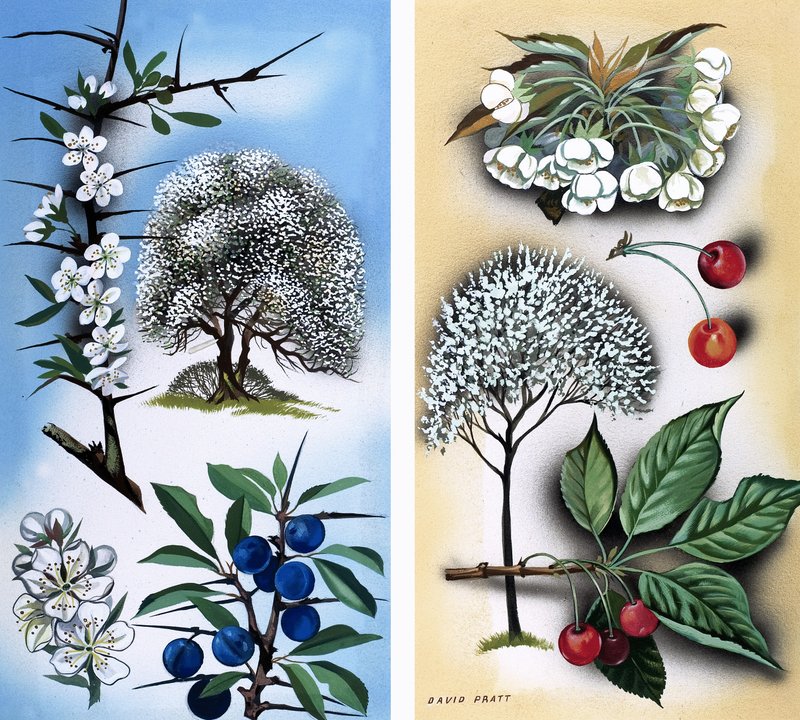 Todo o tipo de árvores de fruto silvestres: Espinheiro-negro e cerejeira-silvestre de David Pratt