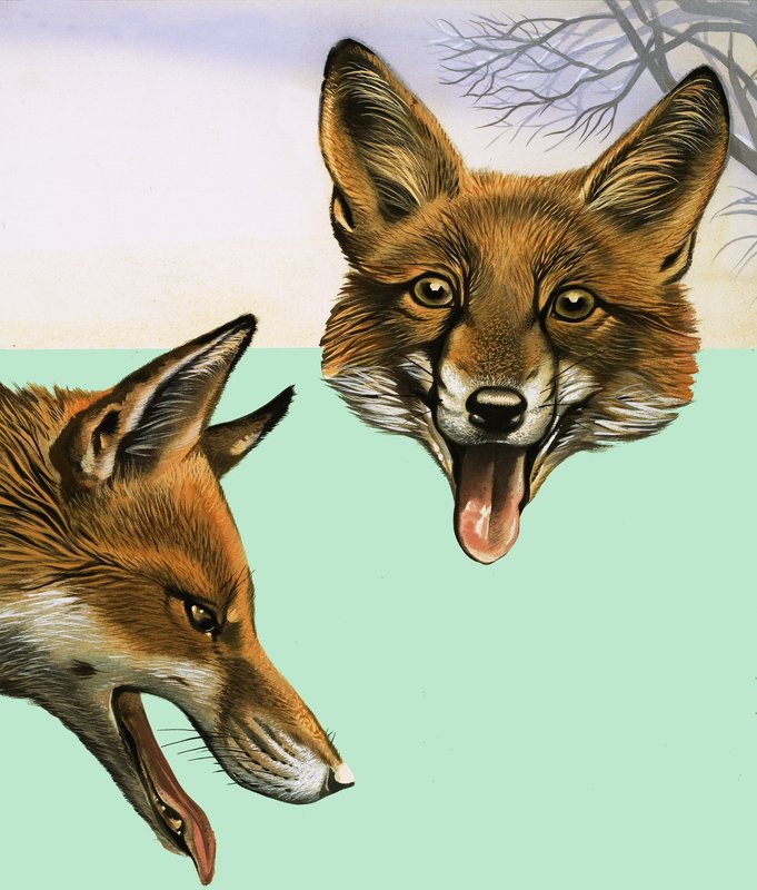 A Raposa de David Pratt