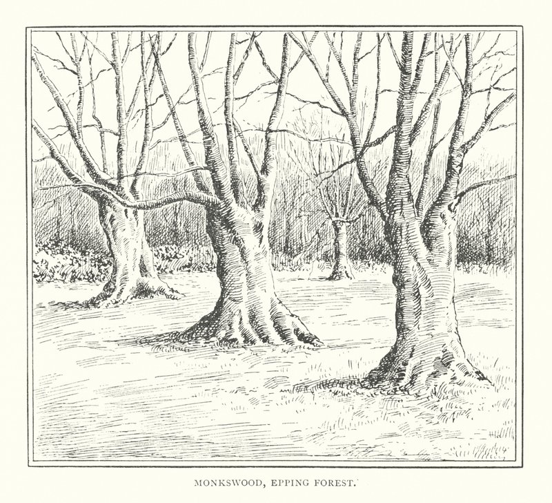 Monkswood, Epping Forest (litografia) de Duncan Moul