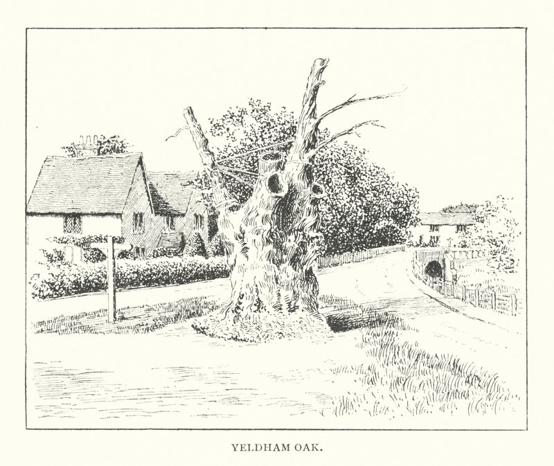 Carvalho de Yeldham (litografia) de Duncan Moul