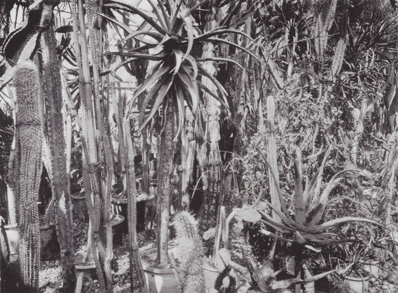 Jardins de Kew, c.1900 (fotografia a preto e branco) de E. J. Wallis