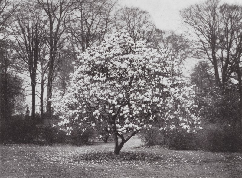 Jardins de Kew, c.1900 (fotografia a preto e branco) de E. J. Wallis