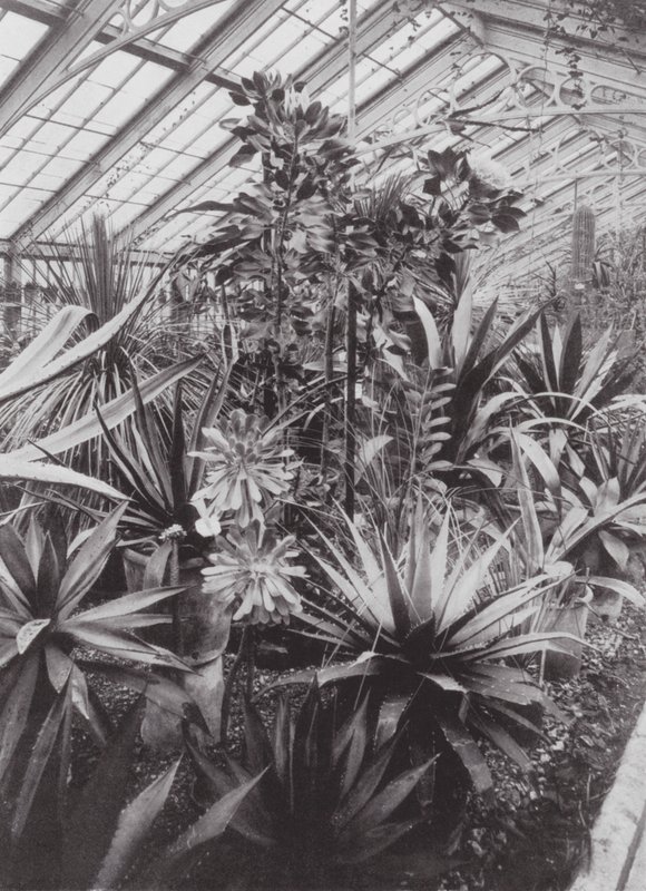 Jardins de Kew, c.1900 (fotografia a preto e branco) de E. J. Wallis