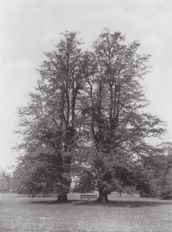 Jardins de Kew, c.1900 (fotografia a preto e branco) de E. J. Wallis