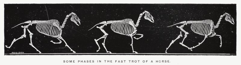 Eadweard Muybridge: Algumas fases do trote rápido de um cavalo (foto a p/b) de Eadweard Muybridge