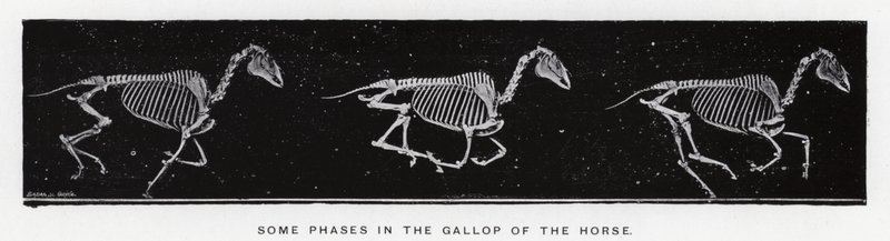 Eadweard Muybridge: Algumas fases no galope do cavalo de Eadweard Muybridge