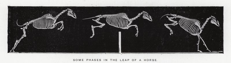 Eadweard Muybridge: Algumas fases do salto de um cavalo (foto a p/b) de Eadweard Muybridge